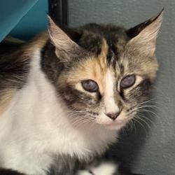 Shelter Stray Female Cat last seen Near BLK SEARLES AVE, 655 N Mojave Rd, Las Vegas, NV 89101, USA