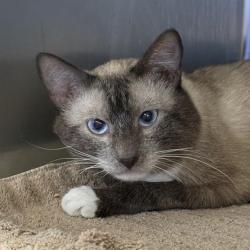Shelter Stray Male Cat last seen Near BLOCK FREMONT ST, LAS VEGAS NV 89104, 655 N Mojave Rd, Las Vegas, NV 89101, USA
