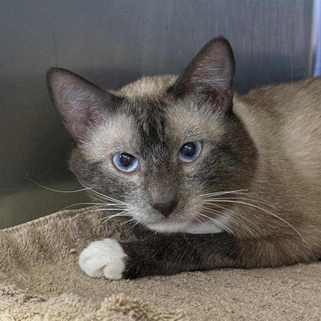 Shelter Stray Male Cat last seen Near BLOCK FREMONT ST, LAS VEGAS NV 89104, 655 N Mojave Rd, Las Vegas, NV 89101, USA