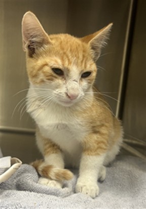 Shelter Stray Male Cat last seen DOWNTOWN ORLANDO, 232 Eslinger Way, Sanford, FL 32773, USA