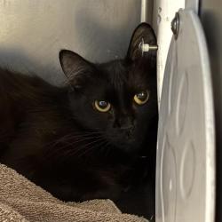 Shelter Stray Female Cat last seen Near BLOCK MERCURY ST, NORTH LAS VEGAS NV 89030, 655 N Mojave Rd, Las Vegas, NV 89101, USA