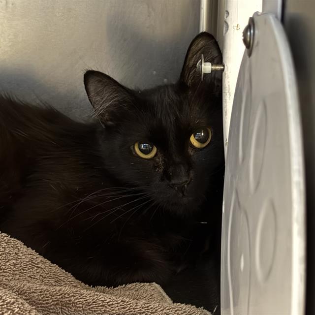 Shelter Stray Female Cat last seen Near BLOCK MERCURY ST, NORTH LAS VEGAS NV 89030, 655 N Mojave Rd, Las Vegas, NV 89101, USA