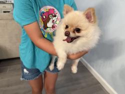 Reunited Unknown Dog last seen Valencia Blossom St & Wild Mulberry Dr - Waterbrooke, Clermont, FL 34711