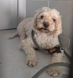 Shelter Stray Male Dog last seen MACK RD & VALLEY HI DR, 2127 Front St, Sacramento, CA 95818, USA