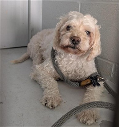 Shelter Stray Male Dog last seen MACK RD & VALLEY HI DR, 2127 Front St, Sacramento, CA 95818, USA