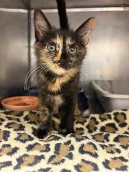 Shelter Stray Female Cat last seen Near BLOCK S 3960, 4522 W 3500 S, West Valley City, UT 84120, USA