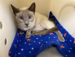 Shelter Stray Female Cat last seen , 3839 W Burnham St, West Milwaukee, WI 53215, USA