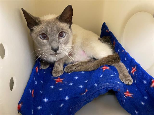 Shelter Stray Female Cat last seen , 3839 W Burnham St, West Milwaukee, WI 53215, USA