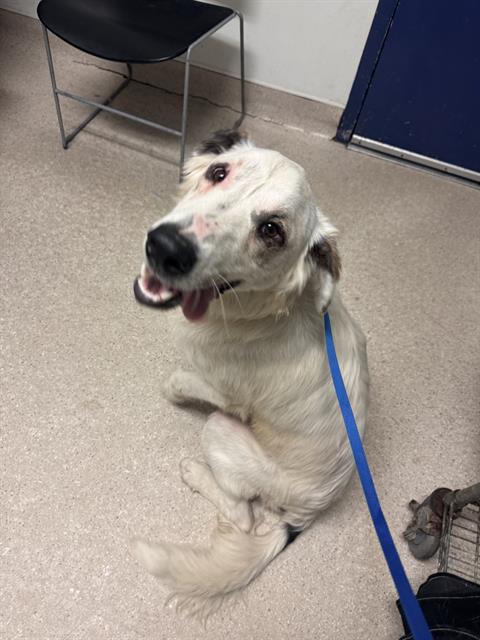 Shelter Stray Male Dog last seen Near BLOCK PACINI ST, BAKERSFIELD CA 93314, 3951 Fruitvale Ave, Bakersfield, CA 93308, USA