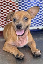 Shelter Stray Female Dog last seen Near BLOCK LEXINGTON AVE, BAKERSFIELD CA 93306, 3951 Fruitvale Ave, Bakersfield, CA 93308, USA