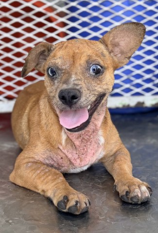 Shelter Stray Female Dog last seen Near BLOCK LEXINGTON AVE, BAKERSFIELD CA 93306, 3951 Fruitvale Ave, Bakersfield, CA 93308, USA