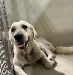 Shelter Stray Female Dog last seen Near BLOCK E BRUNDAGE LN, BAKERSFIELD CA 93307, 3951 Fruitvale Ave, Bakersfield, CA 93308, USA