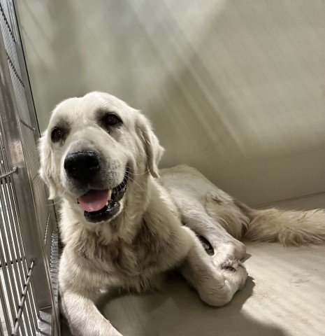 Shelter Stray Female Dog last seen Near BLOCK E BRUNDAGE LN, BAKERSFIELD CA 93307, 3951 Fruitvale Ave, Bakersfield, CA 93308, USA
