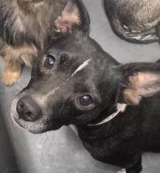 Shelter Stray Female Dog last seen Near BLOCK ETHRUM AVE, BAKERSFIELD CA 93307, 3951 Fruitvale Ave, Bakersfield, CA 93308, USA