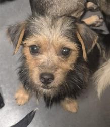 Shelter Stray Female Dog last seen Near BLOCK ETHRUM AVE, BAKERSFIELD CA 93307, 3951 Fruitvale Ave, Bakersfield, CA 93308, USA