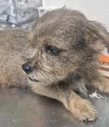 Shelter Stray Female Dog last seen Near BLOCK ETHRUM AVE, BAKERSFIELD CA 93307, 3951 Fruitvale Ave, Bakersfield, CA 93308, USA