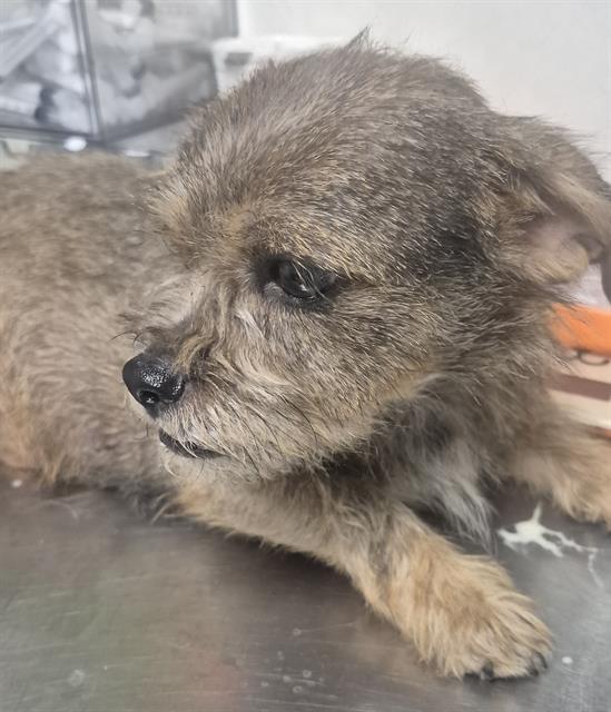 Shelter Stray Female Dog last seen Near BLOCK ETHRUM AVE, BAKERSFIELD CA 93307, 3951 Fruitvale Ave, Bakersfield, CA 93308, USA