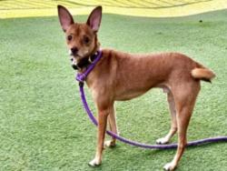 Shelter Stray Male Dog last seen , 11361 W Pico Blvd, Los Angeles, CA 90064, USA