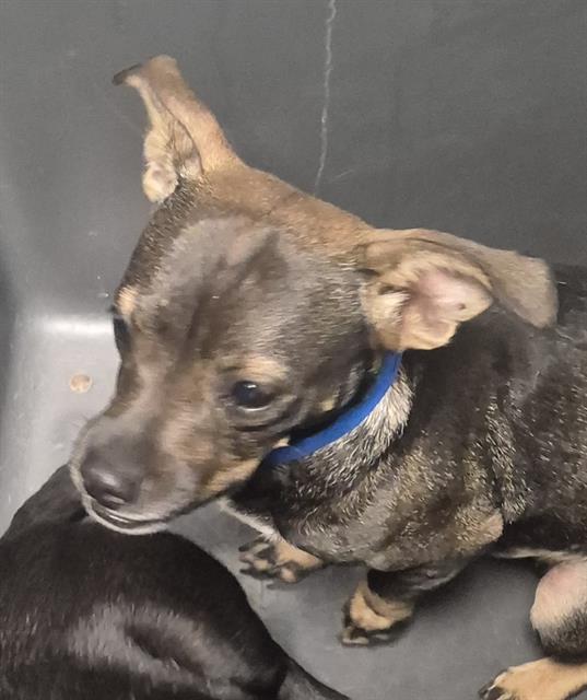 Shelter Stray Male Dog last seen Near BLOCK ETHRUM AVE, BAKERSFIELD CA 93307, 3951 Fruitvale Ave, Bakersfield, CA 93308, USA