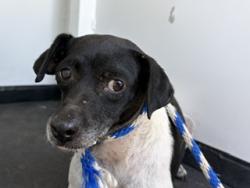 Shelter Stray Female Dog last seen Near BLOCK 5TH AVE, ARVIN CA 93203, 3951 Fruitvale Ave, Bakersfield, CA 93308, USA