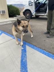 Shelter Stray Male Dog last seen Near BLOCK CANAL ST, LAKE ISABELLA CA 93240, 14891 CA-178, Lake Isabella, CA 93240, USA