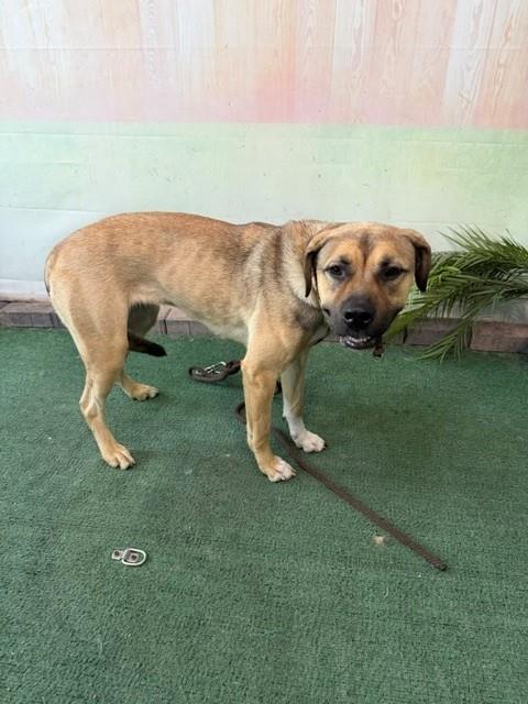 Shelter Stray Female Dog last seen , 4275 Elton St, Baldwin Park, CA 91706, USA