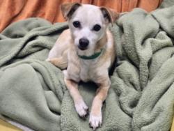 Shelter Stray Female Dog last seen , 14409 Vanowen St, Van Nuys, CA 91405, USA