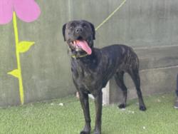 Shelter Stray Female Dog last seen , 14409 Vanowen St, Van Nuys, CA 91405, USA