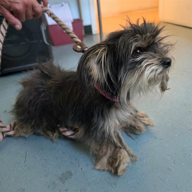 Shelter Stray Female Dog last seen Near BLOCK E 15TH ST LONG BEACH CA 90813, 7700 E Spring St, Long Beach, CA 90815, USA