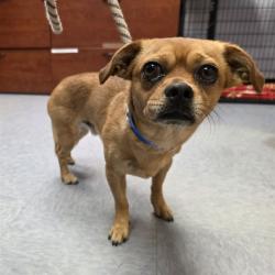 Shelter Stray Male Dog last seen BUTLER & 67TH WAY, LONG BEACH, 7700 E Spring St, Long Beach, CA 90815, USA