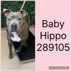Shelter Stray Female Dog last seen INGLESIDE AVE, 4214 Fulton Mill Rd, Macon, GA 31216, USA