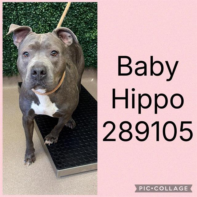 Shelter Stray Female Dog last seen INGLESIDE AVE, 4214 Fulton Mill Rd, Macon, GA 31216, USA