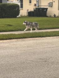 Found/Stray Unknown Dog last seen Hurd Avenue and Seils Way, Orlando, FL 32812