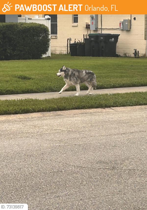 Found/Stray Unknown Dog last seen Hurd Avenue and Seils Way, Orlando, FL 32812