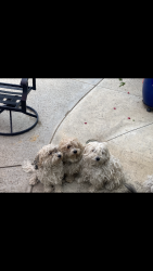 Lost Female Dog last seen Rio Vista, Hemet, CA 92583
