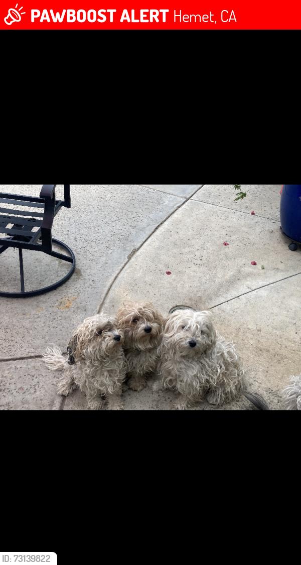 Lost Female Dog last seen Rio Vista, Hemet, CA 92583