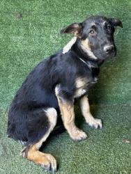Shelter Stray Female Dog last seen , 5210 W Ave I, Lancaster, CA 93536, USA
