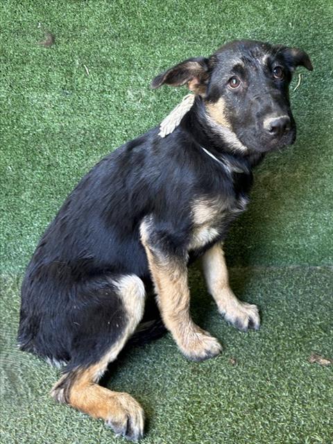 Shelter Stray Female Dog last seen , 5210 W Ave I, Lancaster, CA 93536, USA