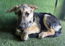 Shelter Stray Female Dog last seen , 5210 W Ave I, Lancaster, CA 93536, USA