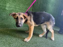 Shelter Stray Female Dog last seen , 5210 W Ave I, Lancaster, CA 93536, USA