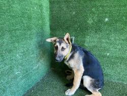 Shelter Stray Male Dog last seen , 5210 W Ave I, Lancaster, CA 93536, USA