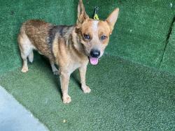 Shelter Stray Male Dog last seen , 5210 W Ave I, Lancaster, CA 93536, USA