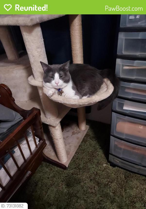 Reunited Female Cat last seen Waterman and Leroy, San Bernardino, CA 92404
