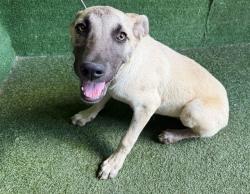 Shelter Stray Female Dog last seen , 5210 W Ave I, Lancaster, CA 93536, USA