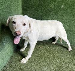 Shelter Stray Female Dog last seen , 5210 W Ave I, Lancaster, CA 93536, USA