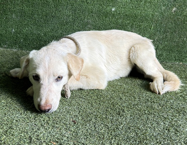 Shelter Stray Male Dog last seen , 5210 W Ave I, Lancaster, CA 93536, USA