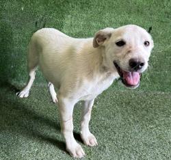 Shelter Stray Male Dog last seen , 5210 W Ave I, Lancaster, CA 93536, USA