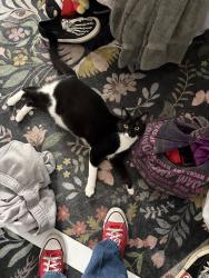 Reunited Female Cat last seen Near Chambers St, El Cajon, CA 92020, USA, El Cajon, CA 92020