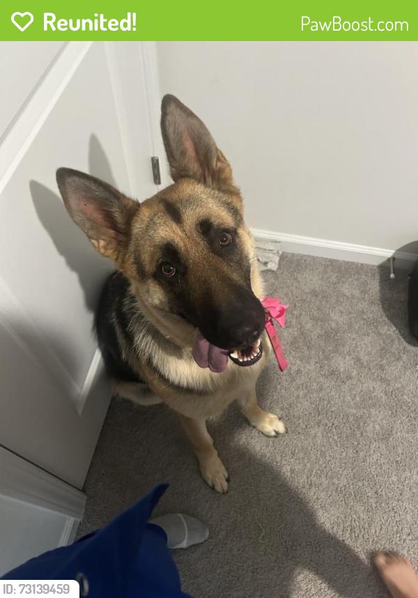 Reunited Female Dog last seen Village at Bradley branch (near airport), Asheville, NC 28704