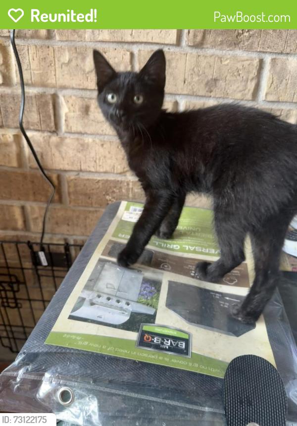 Reunited Female Cat last seen Strawberry Rd & Fairmont Pkwy, Pasadena, TX 77504